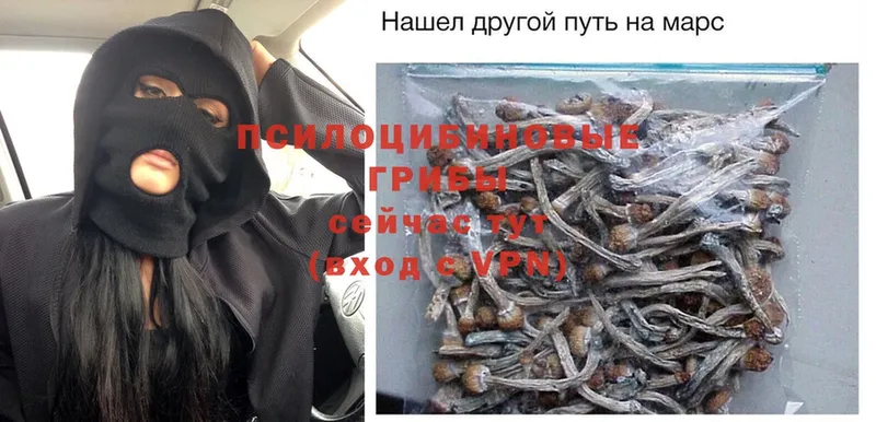 закладки  Закаменск  Псилоцибиновые грибы Psilocybe 